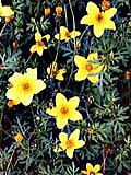 ヘルシンキの花１の画像