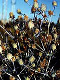 ヘルシンキの花８の画像