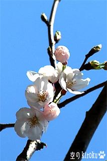 2005.3.30 桜sakura