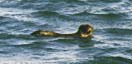 [Sea otter at Seward]