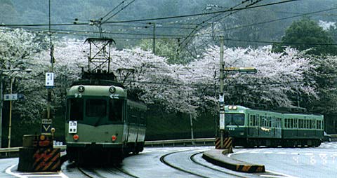 [The last scene between the trains of the Keishin line and the cherry blossoms.]