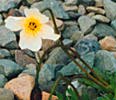 The Svalbard Poppy is one of the largest of Svalbard's flowering plants.