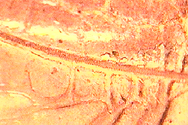エンマコオロギ（オス）の右前翅　裏側　ヤスリ部分　顕微鏡写真