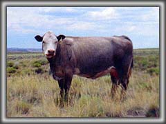 アリゾナ州ルート６６ - Cattle on Route 66