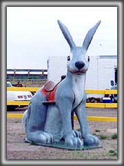 アリゾナ州のジャックラビット - Jack Rabbit Joseph City ,AZ